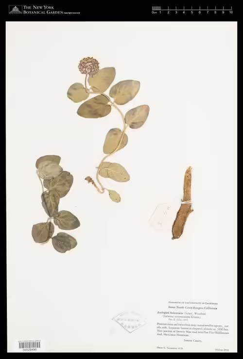 Herbarium specimen of serpentine milkweed (Asclepias solanoana).