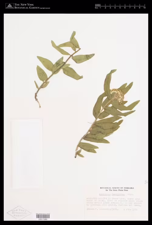 Herbarium specimen of side-cluster milkweed (Asclepias lanuginosa).