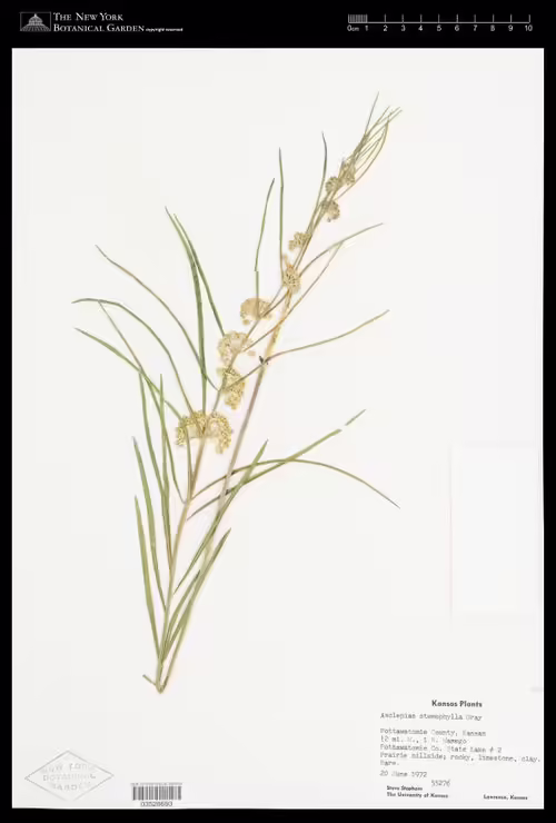 Herbarium specimen of slim-leaf milkweed (Asclepias stenophylla).
