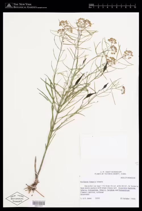 Herbarium specimen of slim milkweed (Asclepias linearis).