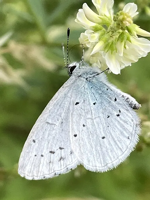 Holly blue butterfly (Celastina argiolus) on white flower.