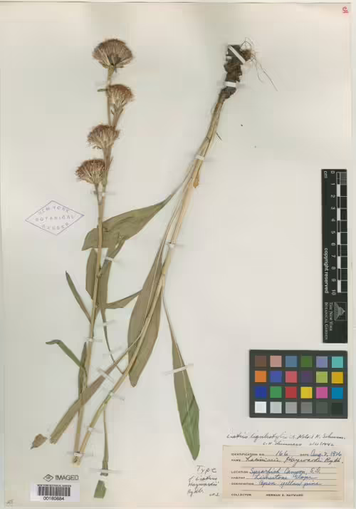 Holotype specimen of meadow blazing star (Liatris ligulistylis).