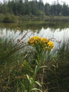 Plant of Ohio goldenrod (Solidago ohioensis).