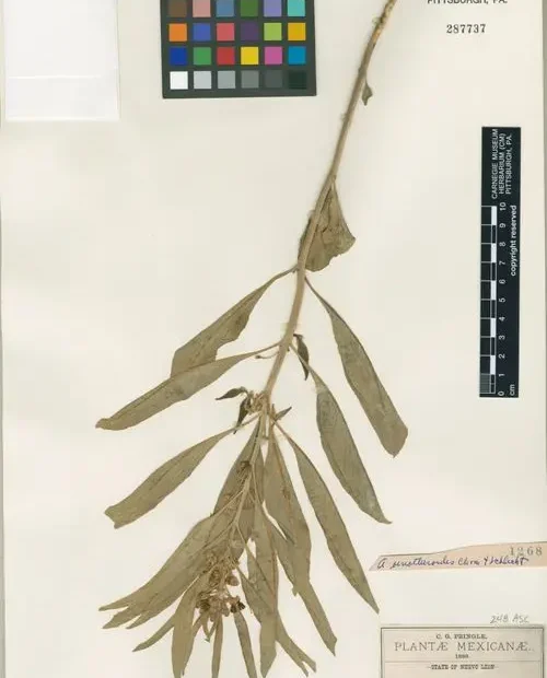 Isotype specimen of Emory's milkweed (Asclepias emoryi).