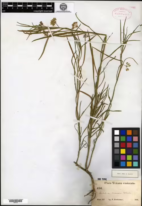 Isotype of slim milkweed (Asclepias linearis).