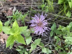 Lavender flower of eastern beebalm (Monarda bradburiana).