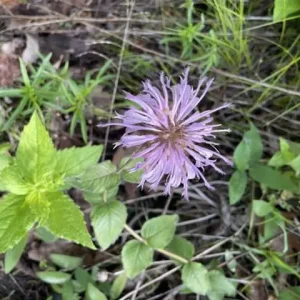 Lavender flower of eastern beebalm (Monarda bradburiana).
