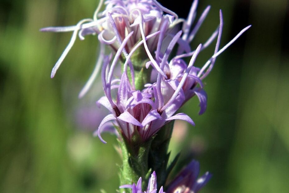 Lavender flowers of dotted gayfeather (Liatris punctata).