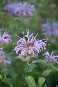 Lavender flowers of lemon beebalm (Monarda citriodora).