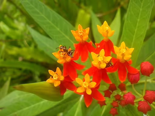 Close-up of orange and red flowers of tropical milkweed (Asclepias curassivica).