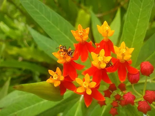 Orange flowers of tropical milkweed (Asclepias curassavica).