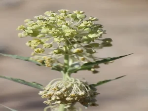 Yellowish-white flowers of desert milkweed (Asclepias erosa).