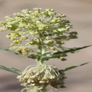 Yellowish-white flowers of desert milkweed (Asclepias erosa).
