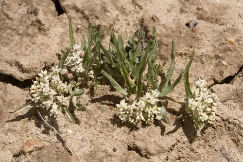 Plant of dwarf milkweed (Asclepias involucrata) in an open area.