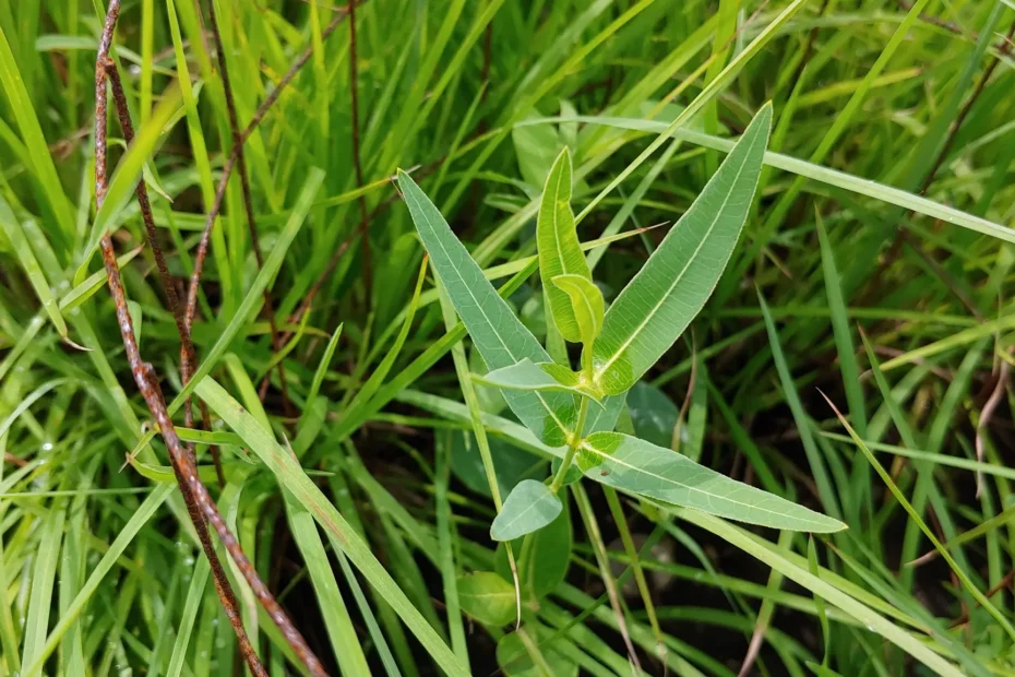 Plant of mead's milkweed (Asclepias meadii).