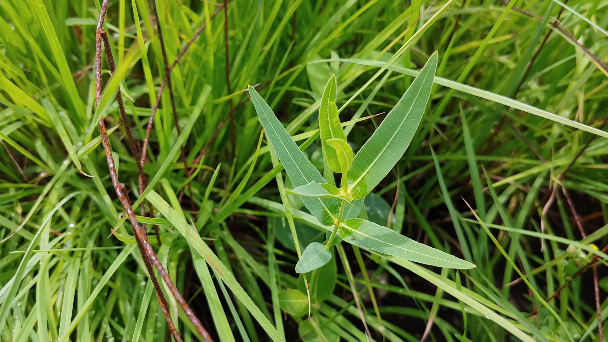 Vegetative plant of mead's milkweed (Asclepias meadii).