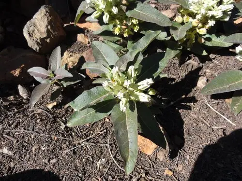 Plant of Mojave milkweed (Asclepias nyctaginifolia) with white flowers.