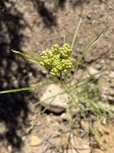 Plant of narrow-leaf milkweed (Asclepias fascicularis) in a desert.