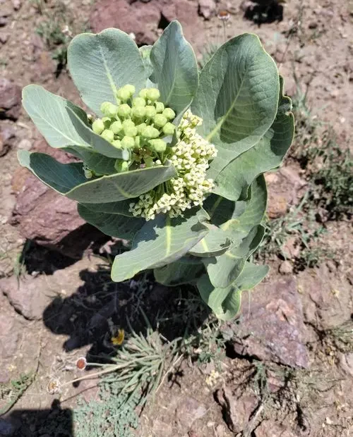 Plant of broad-leaf milkweed (Asclepias latifolia) in the desert.