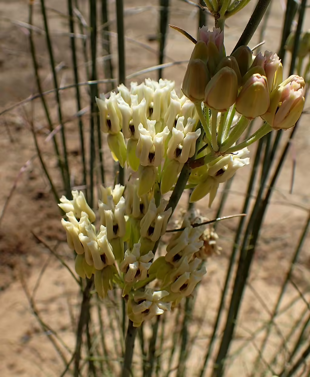 Whitish flowers of rush milkweed (Asclepias subulata) in an open area.