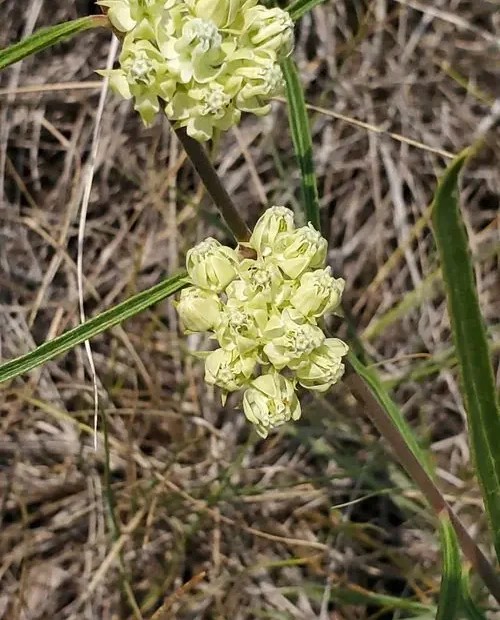 Plant of slim-leaf milkweed (Asclepias stenophylla).