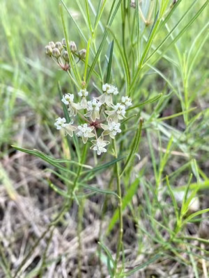 Plant of slim milkweed (Asclepias linearis) in an open area.