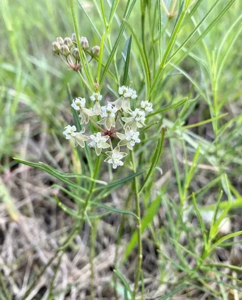 Plant of slim milkweed (Asclepias linearis).