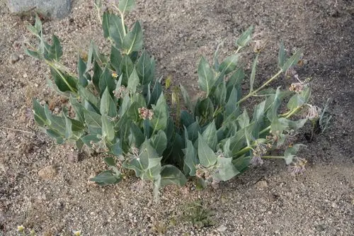 Plant of woolly milkweed (Asclepias vestita) with pink flowers.