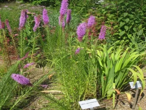 Plants of cat-tail gayfeather (Liatris pycnostachya) in a garden.