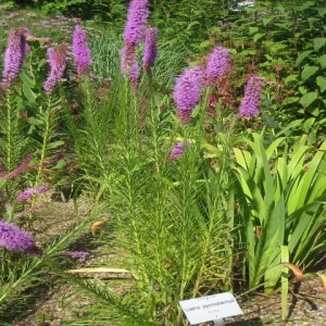 Plants of cat-tail gayfeather (Liatris pycnostachya) in a garden.