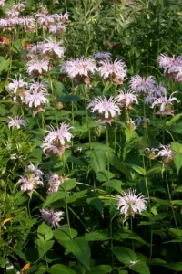 Plants of eastern beebalm (Monarda bradburiana).