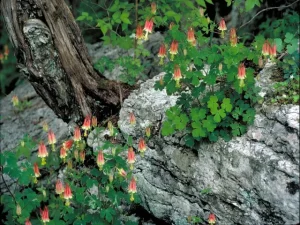 Plants of red columbine (Aquilegia canadensis) on a rock.