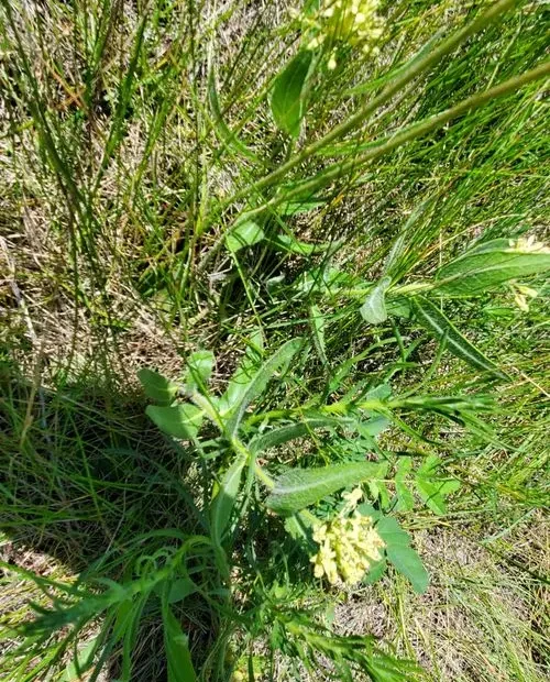 Plants of side-cluster milkweed (Asclepias lanuginosa).