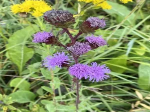 Purple flowers of devil's bite (Liatris scariosa) in a field.