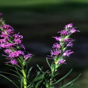 Purple flowers of dotted gayfeather (Liatris punctata).