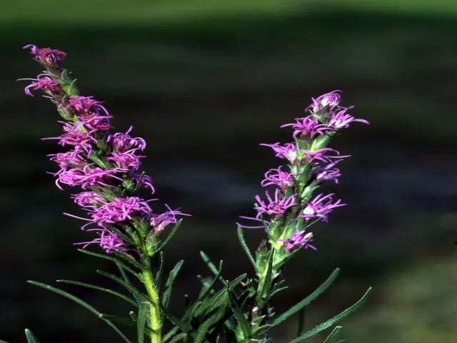 Purple flowers of dotted gayfeather (Liatris punctata).