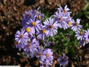 Purple flowers of smooth blue aster (Symphyotrichum laeve).