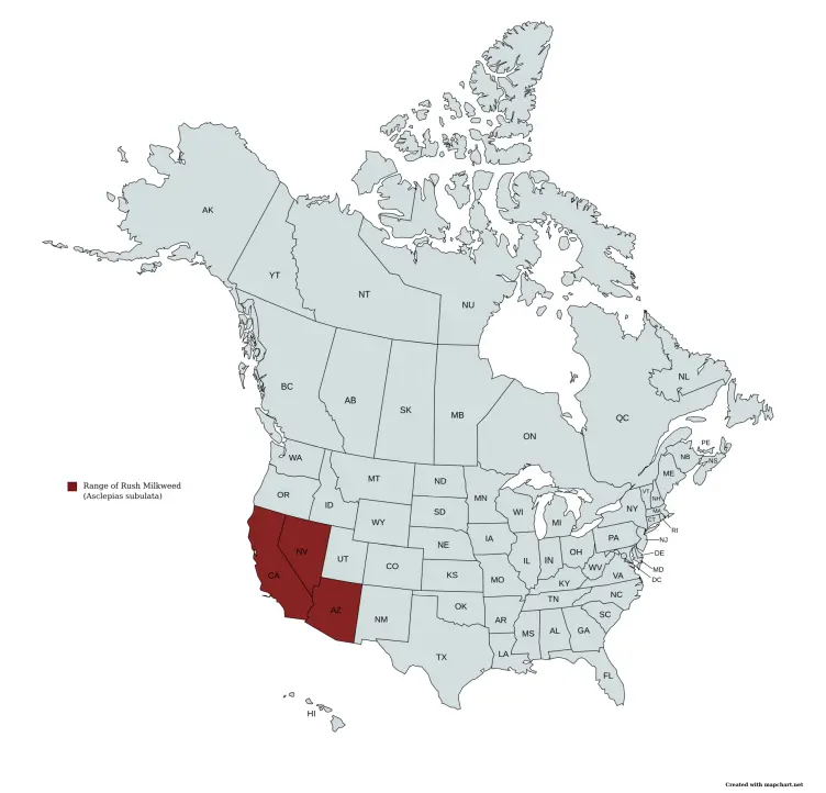 Range map of rush milkweed (Asclepias subulata) in the United States and Canada.
