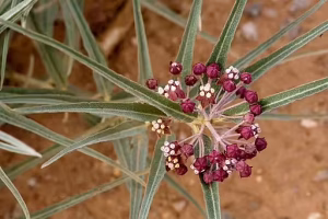 Red and white flowers of bract milkweed (Asclepias brachystephana) in a desert.