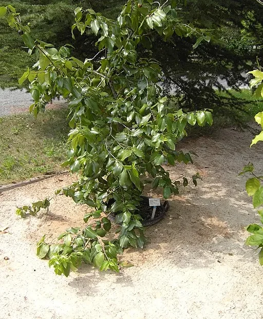 Plant of holly-leaf cherry (Prunus ilicifolia) in a garden.