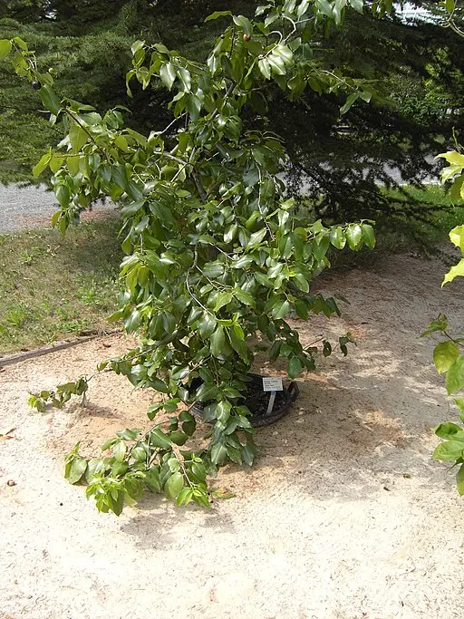 Plant of holly-leaf cherry (Prunus ilicifolia) in a garden.