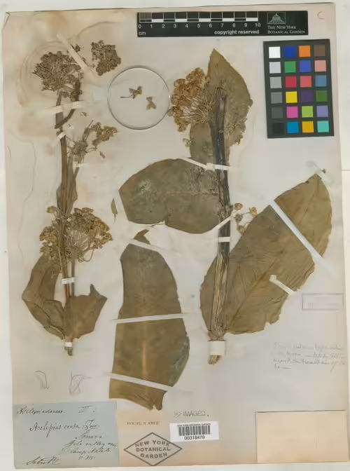 Type specimen of desert milkweed (Asclepias erosa).
