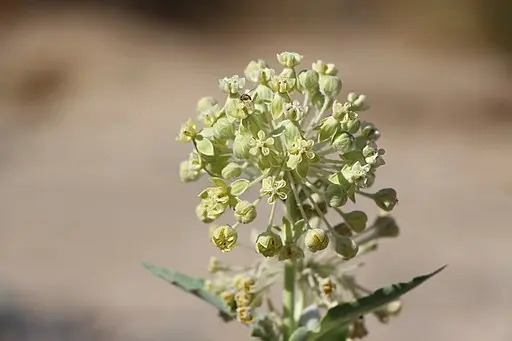 White flowers of desert milkweed (Asclepias erosa).