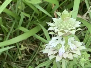 White flowers of lemon beebalm (Monarda citriodora).
