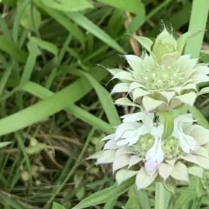 White flowers of lemon beebalm (Monarda citriodora).