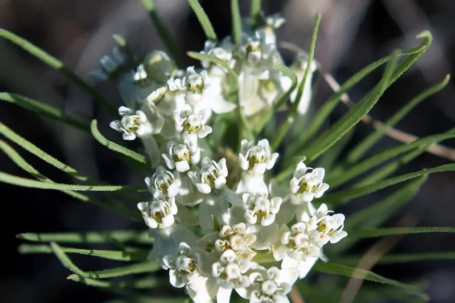 White flowers of low milkweed (Asclepias pumila).
