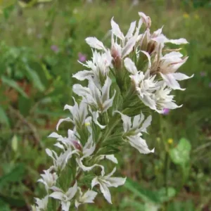 White flower spike of pink-scale gayfeather (Liatris elegans).