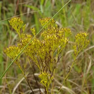 Yellow flowers of Ohio goldenrod (Solidago ohioensis) in a field.