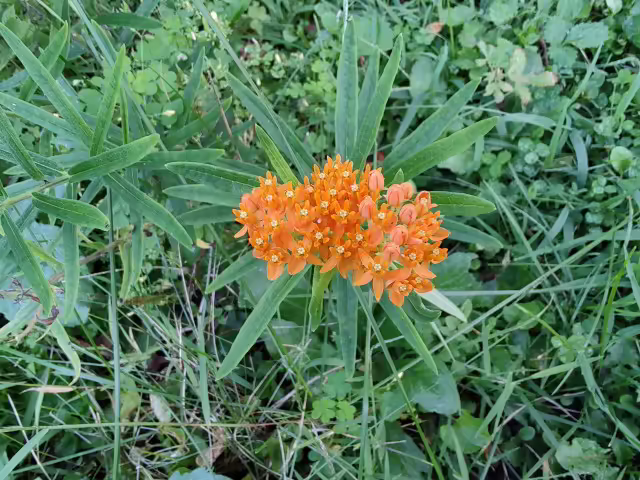 Orange flowers of butterfly weed (Asclepias tuberosa) in a garden.