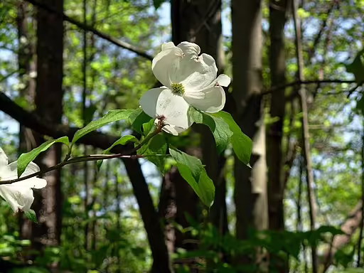 Close-up of flowering dogwood (Cornus florida) flower.